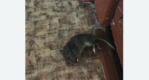 Дезинфекция от мышей в Бабушкинском районе Москвы