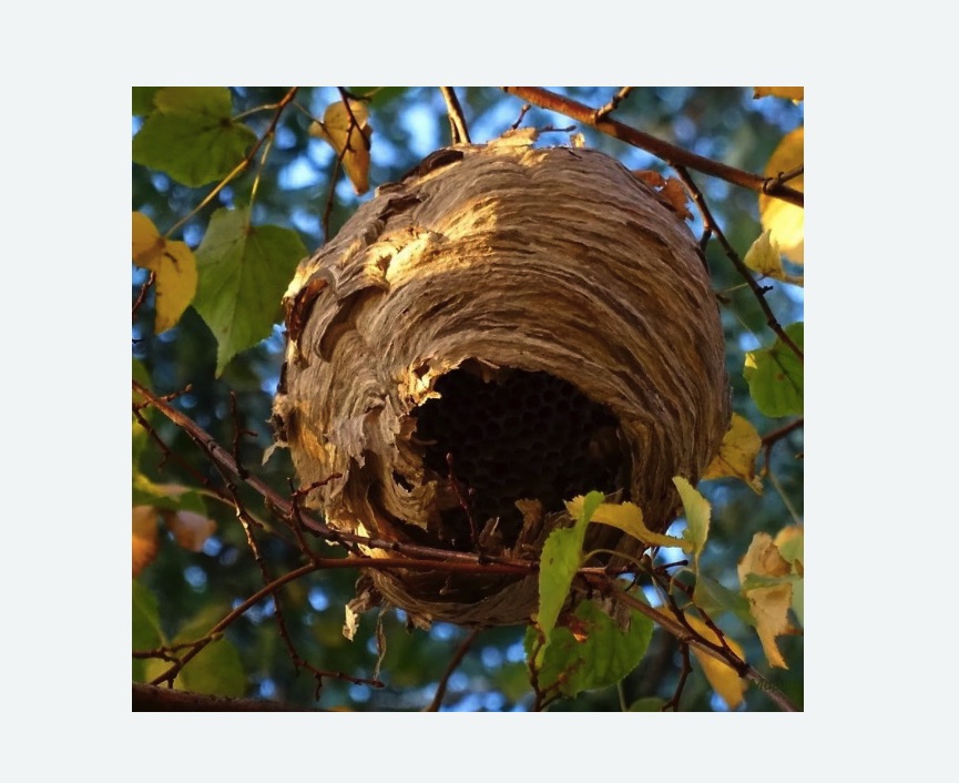 Обработка от шершней в Бабушкинском районе Москвы