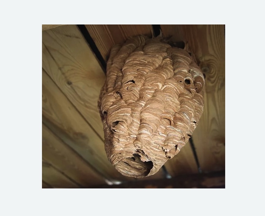 обработка от шершней в Бабушкинском районе Москвы