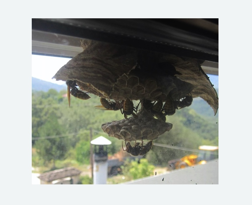 Уничтожение гнёзд шершней в Бабушкинском районе Москвы