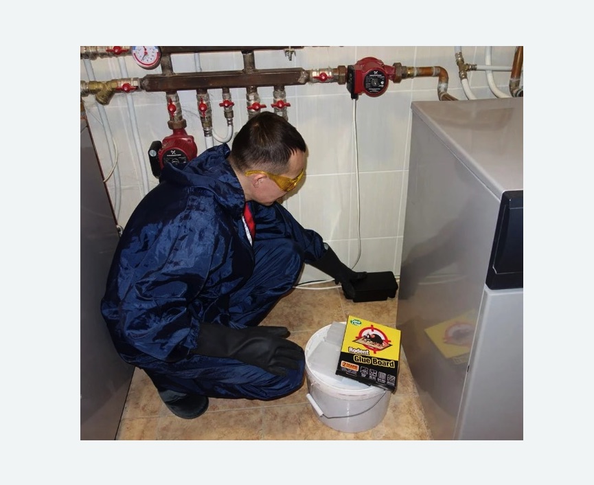 Уничтожение крыс в Бабушкинском районе Москвы