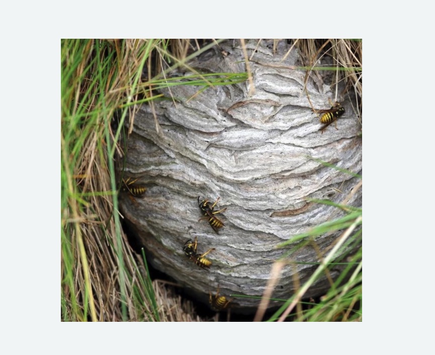 Уничтожение ос и ульев в Бабушкинском районе Москвы